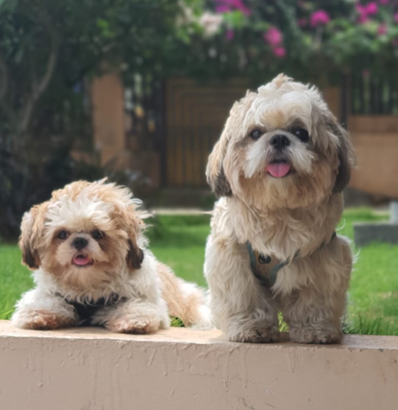 Noah & Niah — Chief Morale Officers